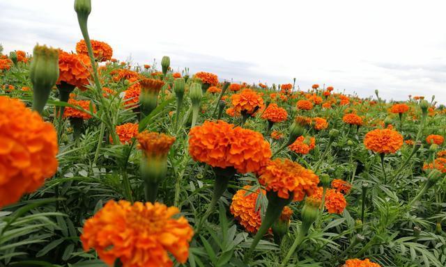 秋意盎然——秋天盛开的花（探寻秋季花海，惊叹自然美景）