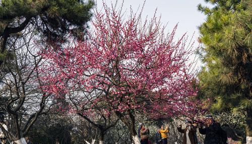 梅花红梅养殖详解（如何打造美丽的梅花红梅花园？）