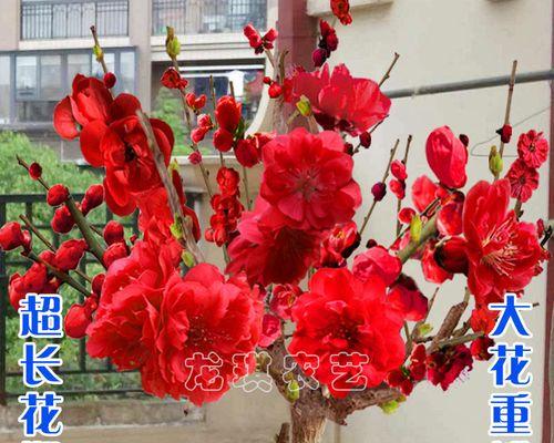 梅花红梅养殖详解（如何打造美丽的梅花红梅花园？）