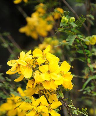 黄花槐盛开时节（探寻黄花槐的开花之谜）