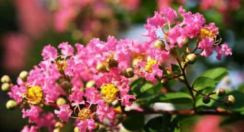 百日红开花时间及特点（揭秘百日红花期、花色、花型等特征）