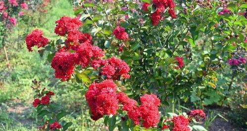 百日红开花时间及特点（揭秘百日红花期、花色、花型等特征）