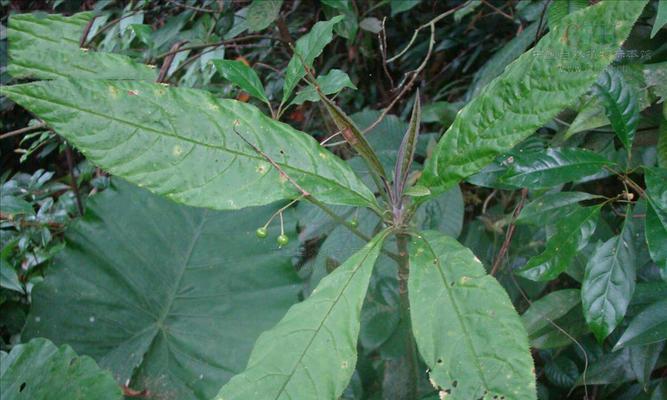 直立茎的植物——挺立不倒的力量（探秘直立茎的生命奥秘）