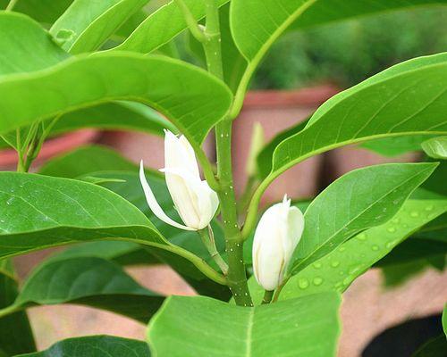 白兰花的养护方法（让你轻松成为白兰花专家）