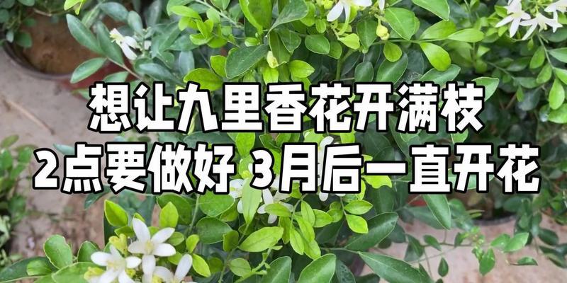 九里香的开花和结果时间分析（一年四季的九里香开花规律及果实成熟时间）