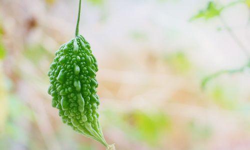 金铃子种植指南（时间、方法、注意事项，轻松打造金铃子花海）