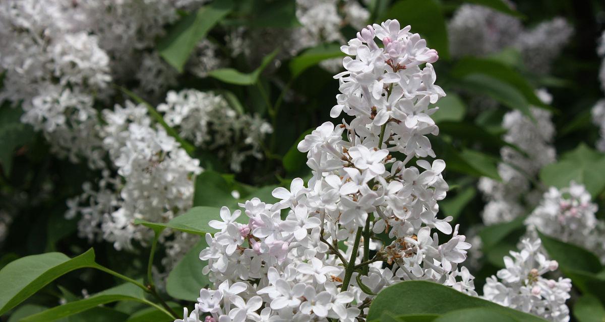 紫丁香的花期及特点（了解紫丁香花期，享受花的美丽与香气）