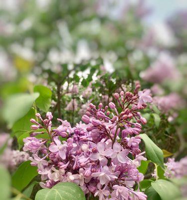 紫丁香的花期及特点（了解紫丁香花期，享受花的美丽与香气）