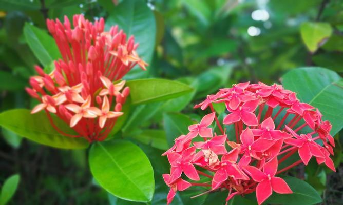 仙丹花的花语和传说（探秘仙丹花的神秘之旅）