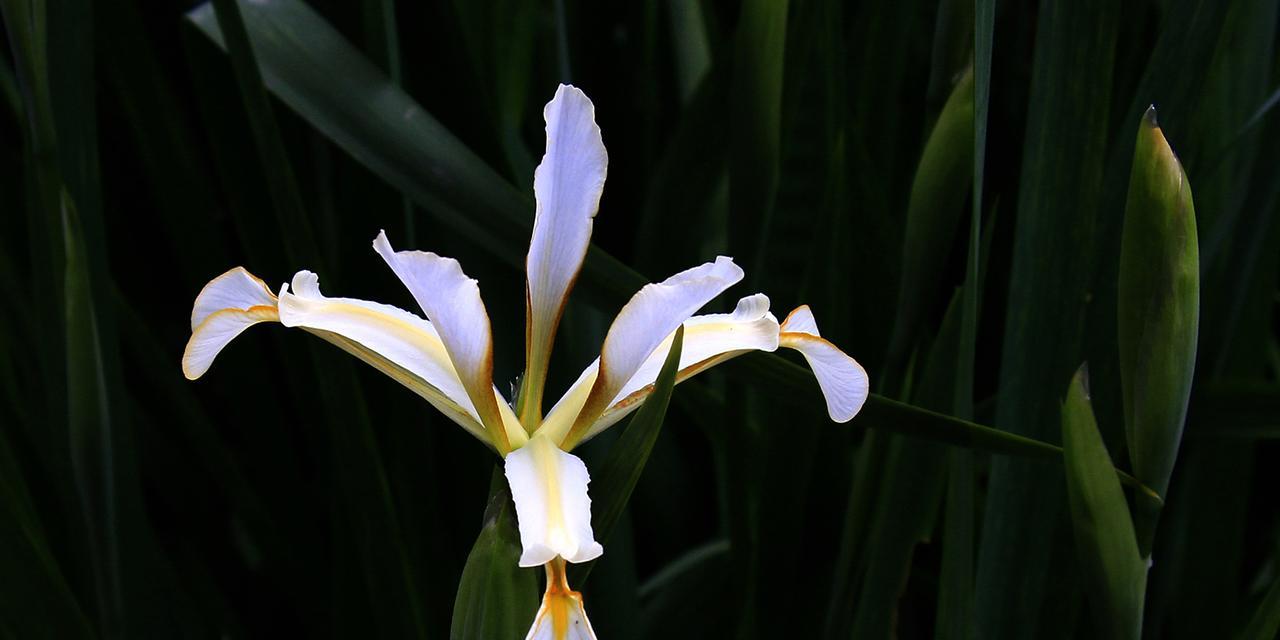 解读马兰花的花语（探索马兰花的秘密与文化内涵）