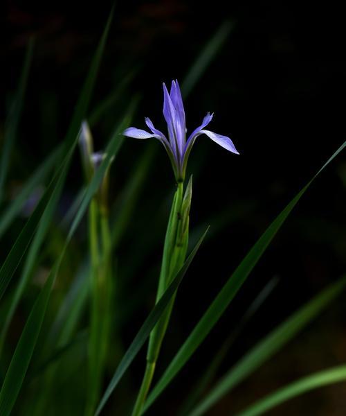 解读马兰花的花语（探索马兰花的秘密与文化内涵）