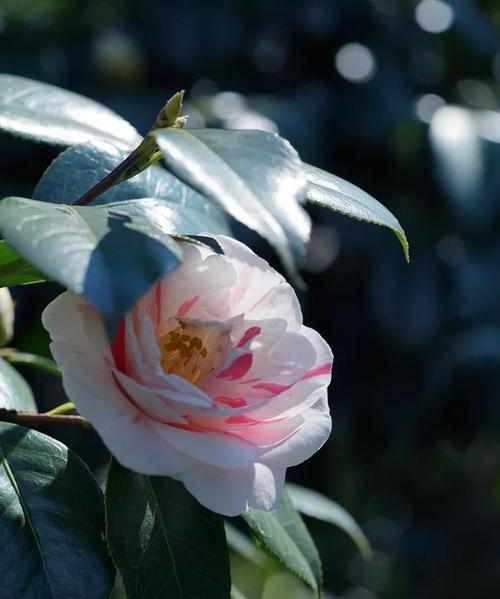 山茶花意蕴的深层解读（探究山茶花所蕴含的情感和象征）