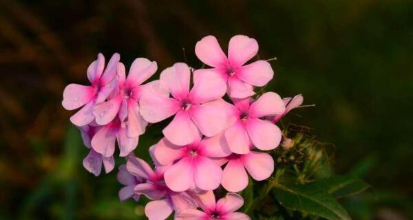 探寻福禄考花语的奥秘（从花语到文化意蕴，了解福禄考在中国文化中的地位）