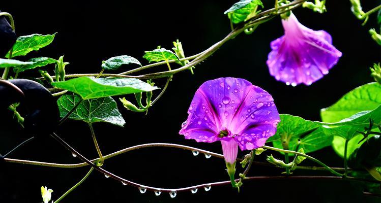 牵牛花花语解析（揭秘牵牛花的浪漫含义）