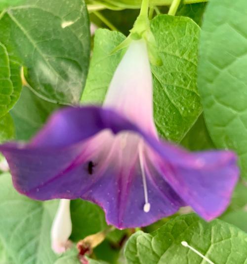 牵牛花花语解析（揭秘牵牛花的浪漫含义）