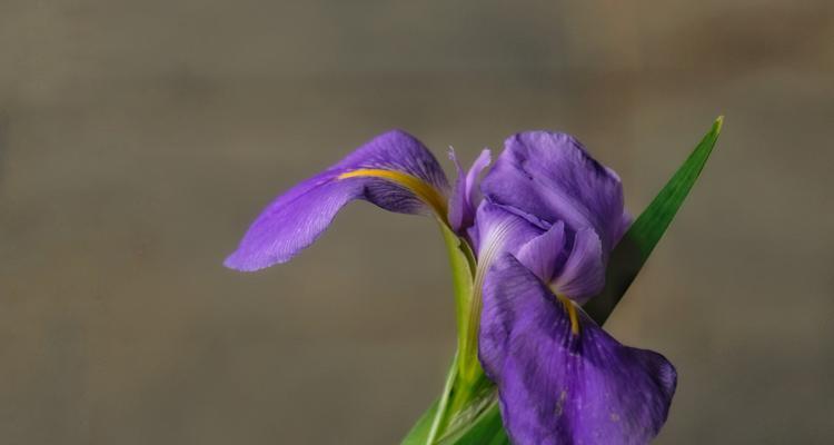 鸢尾花的寓意（传递真挚情感的代表花——鸢尾花）