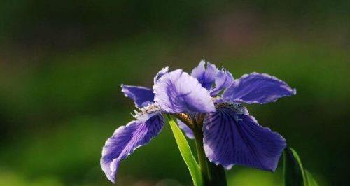 鸢尾花的寓意（传递真挚情感的代表花——鸢尾花）