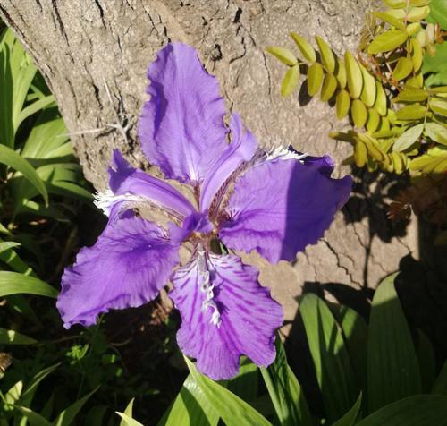 鸢尾花的花语（探究鸢尾花的花语意义及文化底蕴）