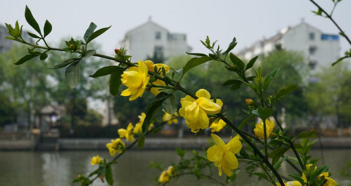 迎春花花语与寓意（探秘迎春花背后的花语，从花卉文化角度解读寓意）