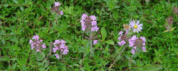 解密百里香的花语（品味芳香与情感）