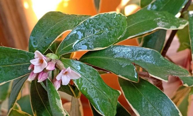 瑞香花语与寓意（探秘瑞香花的情感内涵）