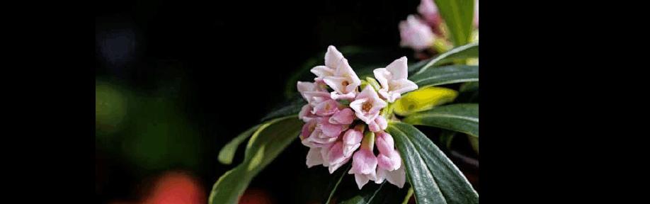 瑞香花语与寓意（探秘瑞香花的情感内涵）