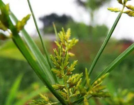 三轮草花语与寓意（从花语中解读三轮草的特点）