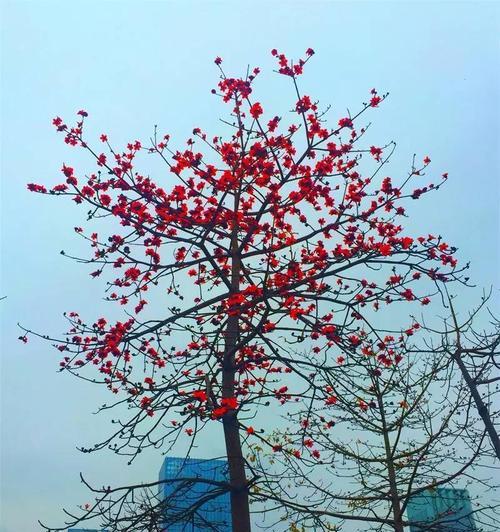 木棉花的花语（探秘木棉花的丰富含义，了解不同的文化解读）