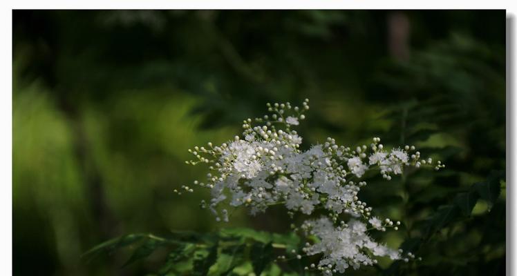 珍珠梅花语——寓意深远的中国文化传承（传承千年的文化符号）