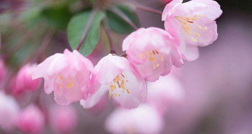 海棠花的花语与传说（神仙之花的美丽传说与象征意义）