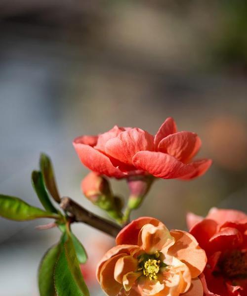 海棠花的花语与传说（神仙之花的美丽传说与象征意义）