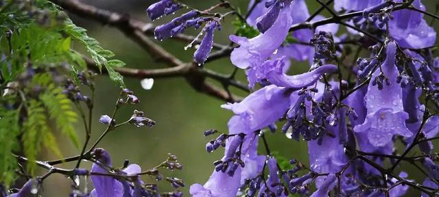 蓝楹花的花语和象征意义（探索蓝楹花的美丽内涵）