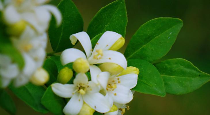 九里香的花语——爱意浓情（花开香满园，情深意难忘）