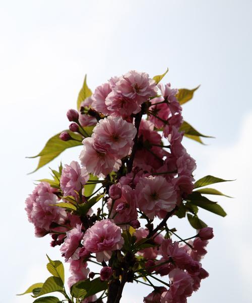 樱花盛开时，送上美好祝愿——樱花花语与寓意解读（传递心意的最佳花语，樱花藏着哪些深刻含义？）