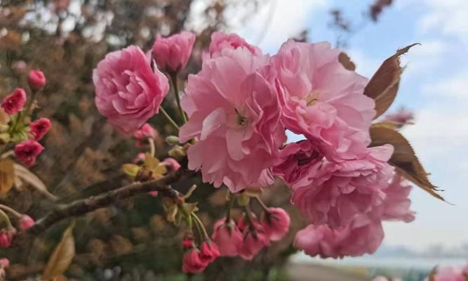 樱花盛开时，送上美好祝愿——樱花花语与寓意解读（传递心意的最佳花语，樱花藏着哪些深刻含义？）