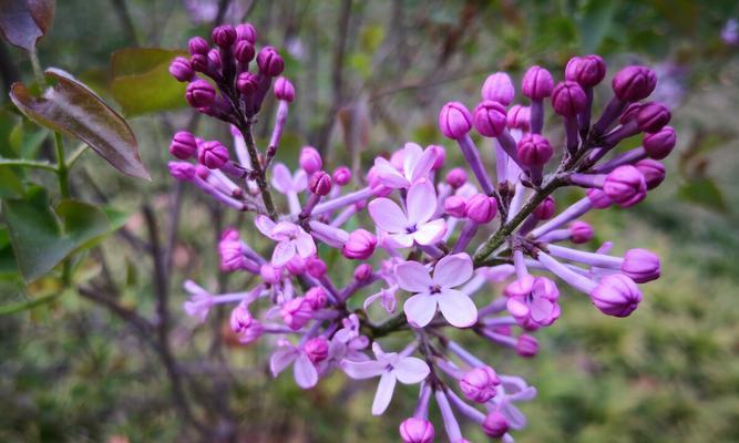 紫色丁香花语（赏析紫色丁香，领略悠远乡愁；解读紫色丁香花语，传递深情厚谊）