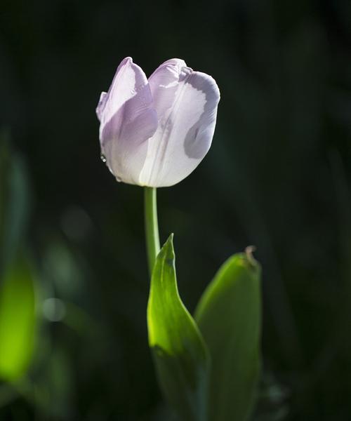 郁金香的花语（探究各种郁金香的象征意义与文化内涵）