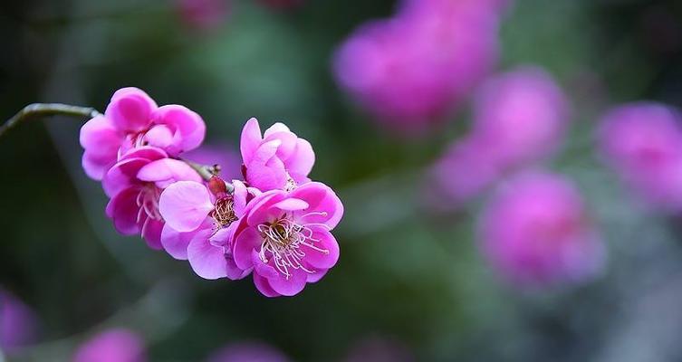 梅花花语——独立高洁的象征（品味梅花的美丽，领悟其深刻内涵）