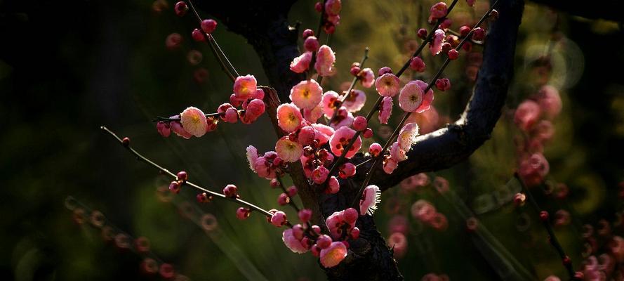 梅花花语——独立高洁的象征（品味梅花的美丽，领悟其深刻内涵）