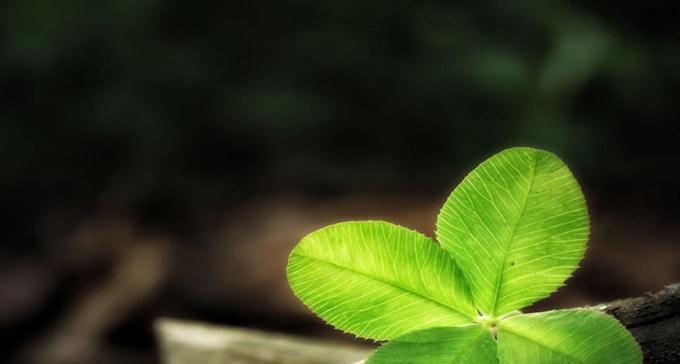 四叶草的花语与寓意（探究幸运草的神秘力量）