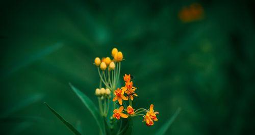 马利筋花语解析（探究马利筋花语的含义）