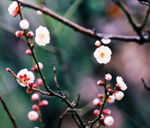 揭秘梅花代表的文化内涵（探究梅花的含义及寓意，从传统文化到现代艺术）