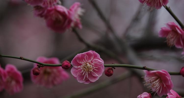 揭秘梅花代表的文化内涵（探究梅花的含义及寓意，从传统文化到现代艺术）