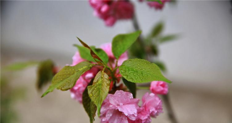 赏樱之美——探究冬樱花、重瓣樱花与樱花草的花语（冬日梦幻，花开飘香——领略樱花的多彩魅力）