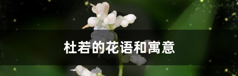 花语大全，让花开不枯萎（解析各种鲜花的花语含义，用鲜花传递情感的艺术）