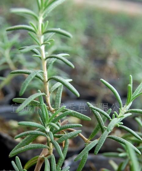 探寻迷迭香的花语（从花语到植物，掌握迷迭香的种种神秘）