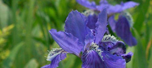 鸢尾花语与寓意（神秘高贵的花朵，蕴含着深刻的涵义）