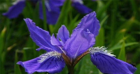 鸢尾花语与寓意（神秘高贵的花朵，蕴含着深刻的涵义）