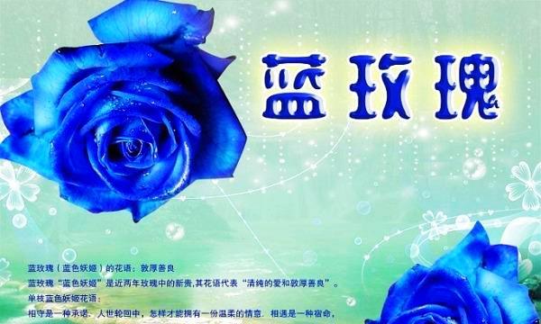 蓝玫瑰花语的深刻含义（解读蓝玫瑰的神秘符号）