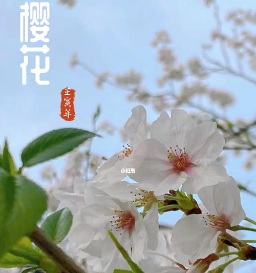 樱花花语的意义（探寻樱花的八种含义）